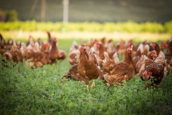 Lire la suite à propos de l’article Grippe aviaire : un niveau négligeable ?