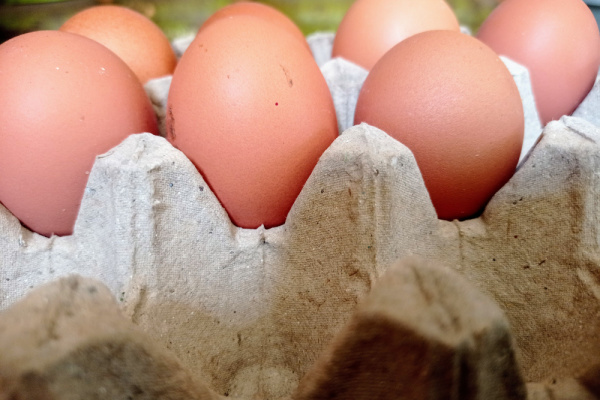 You are currently viewing Commercialisation des œufs : un marquage brouillé ?