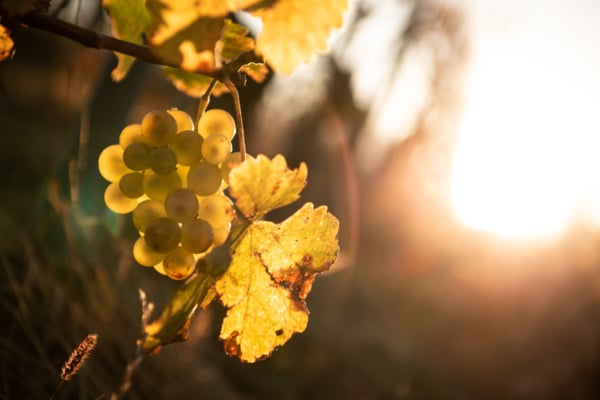 Lire la suite à propos de l’article Viticulture : déblocage d’aides pour le secteur