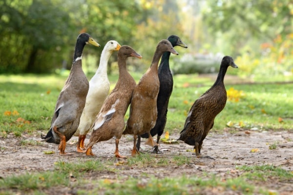 You are currently viewing Grippe aviaire : la situation sanitaire s’améliore…