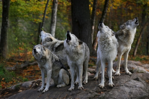 You are currently viewing Plan loup : comment protéger les troupeaux ?