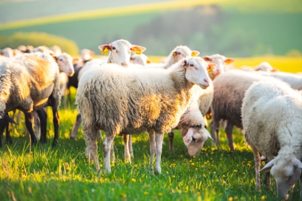 Lire la suite à propos de l’article Agriculture : vers une reconquête de la souveraineté