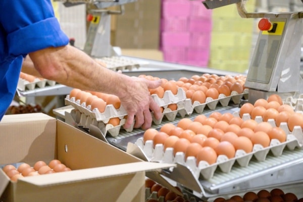 You are currently viewing Sécurité alimentaire : la filière « œuf » (encore) concernée