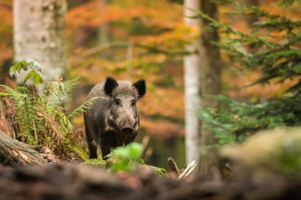 You are currently viewing Clôture des espaces naturels : du nouveau