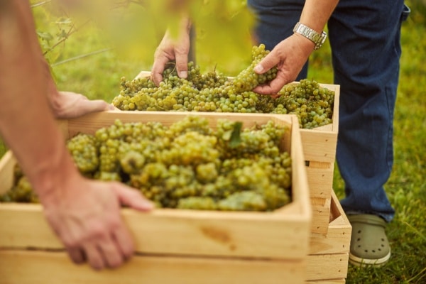 Lire la suite à propos de l’article Secteur du vin : que pense l’Autorité de la concurrence de l’instauration de bornes de prix de vente ?