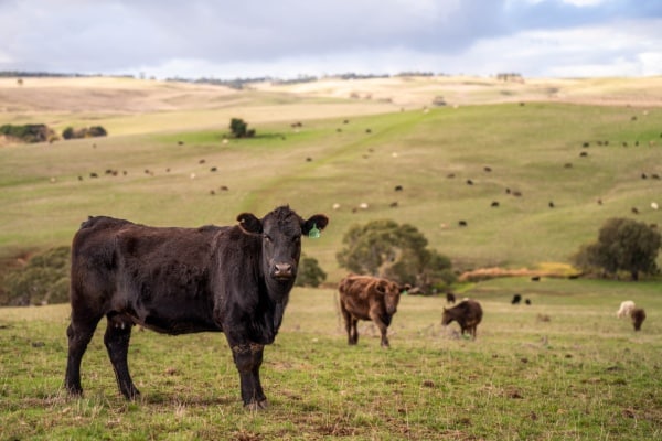Lire la suite à propos de l’article Aides agricoles : précisions pour les bovins et la canne à sucre