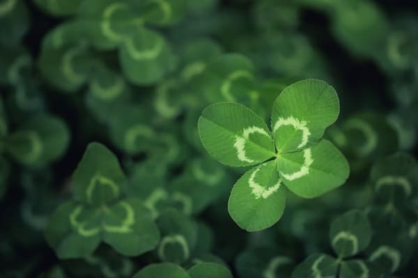 Lire la suite à propos de l’article Joaillerie : le trèfle à quatre feuilles victime d’un parasit(isme) ?