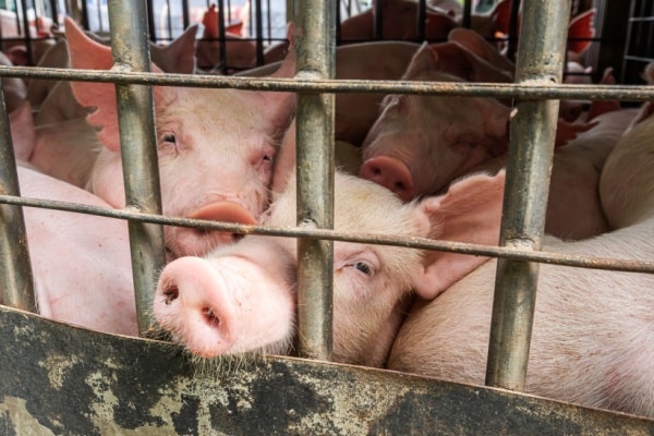 Lire la suite à propos de l’article Abattoirs et protection de l’environnement : quelles modalités ?
