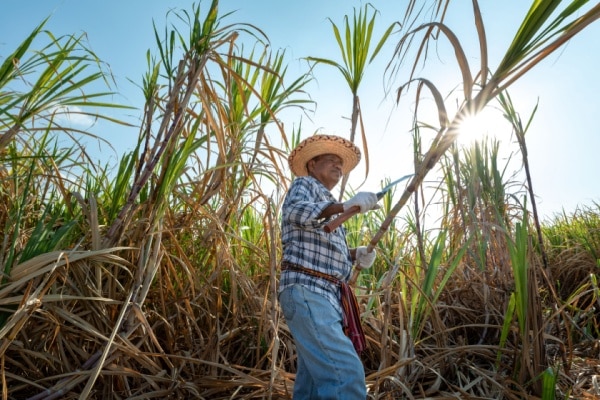 Lire la suite à propos de l’article Canne à sucre : quelle enveloppe d’aides pour les récoltes 2025 ?