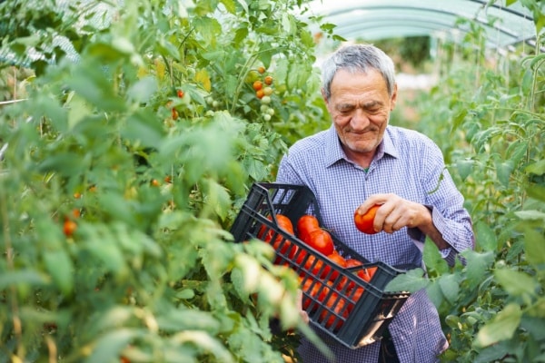 Lire la suite à propos de l’article Retraite des non-salariés agricole : alignement sur le régime général