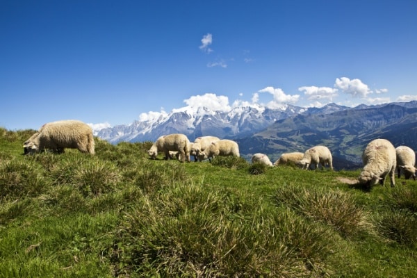 Lire la suite à propos de l’article Aides contre la prédation : un calendrier à ne pas manquer