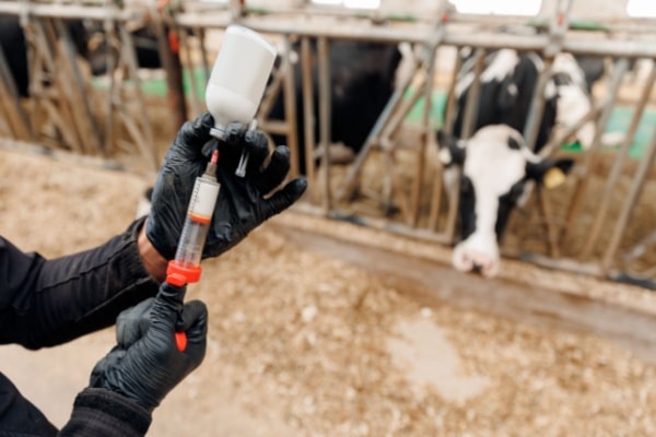 Lire la suite à propos de l’article Dermatose nodulaire : nouvelle restriction de mouvements pour les animaux non-vaccinés
