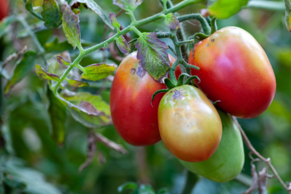 You are currently viewing Virus de la tomate : un renforcement des mesures de protection